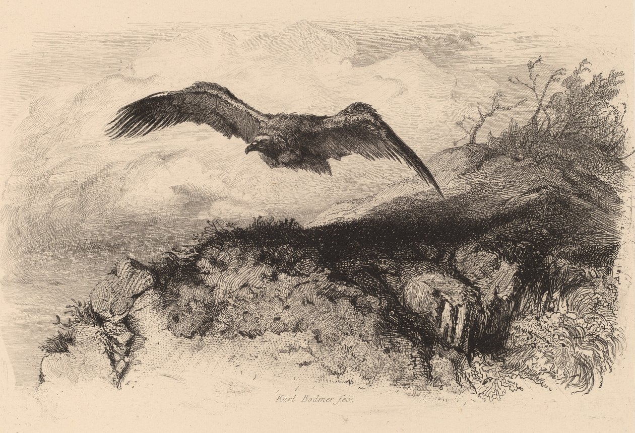 Adler im Flug von Karl Bodmer