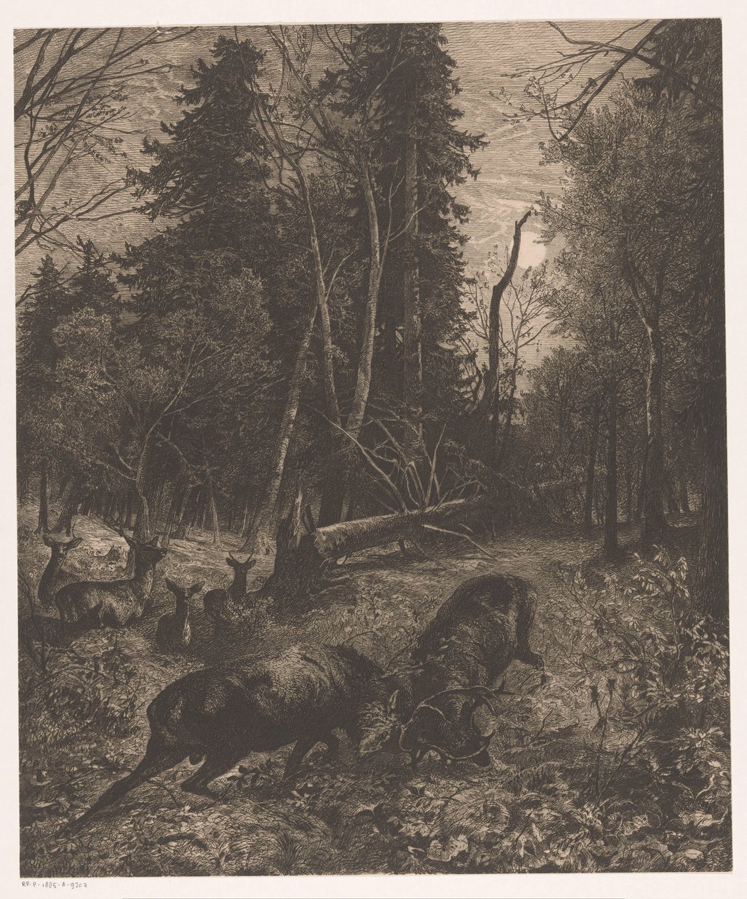 Waldlandschaft mit zwei kämpfenden Hirschen von Karl Bodmer