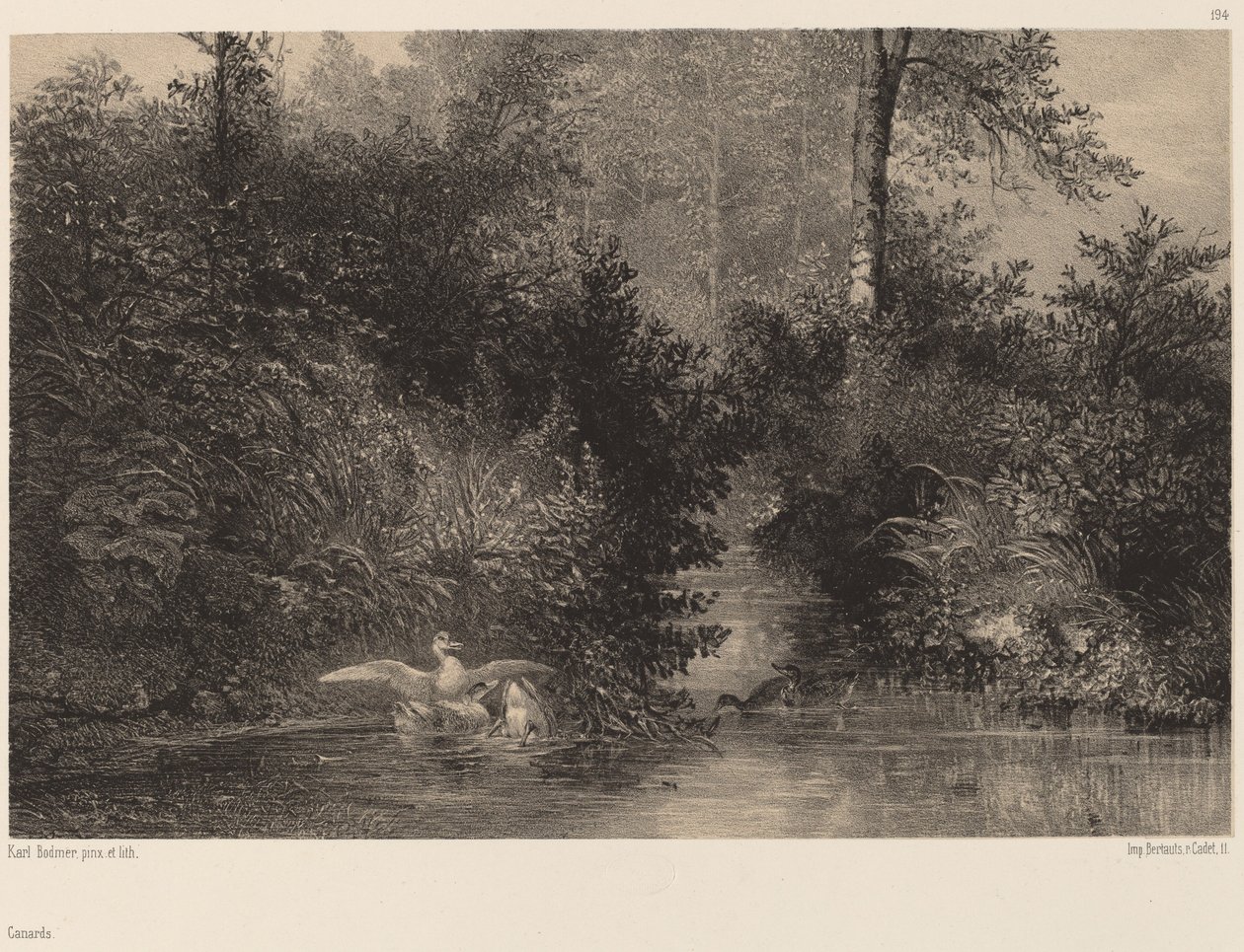Enten von Karl Bodmer