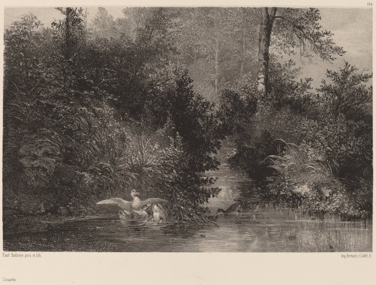 Enten, 1861-1866 von Karl Bodmer