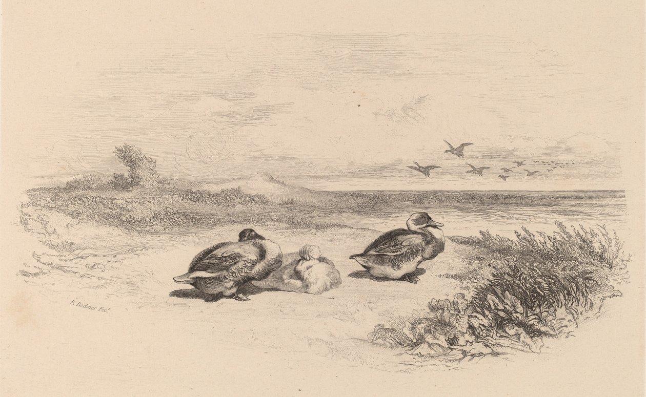 Wilde Enten von Karl Bodmer