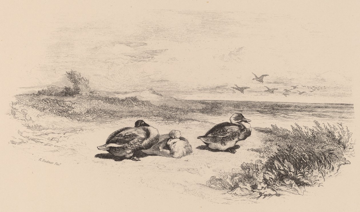 Wildenten von Karl Bodmer