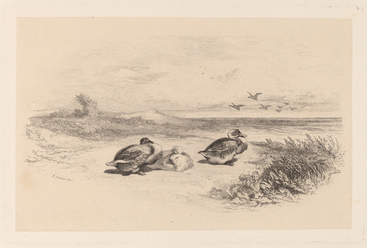 Wildenten von Karl Bodmer