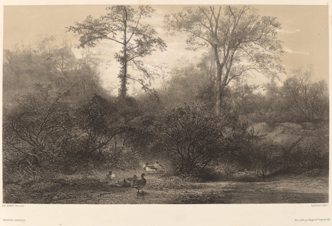 Wildenten von Karl Bodmer
