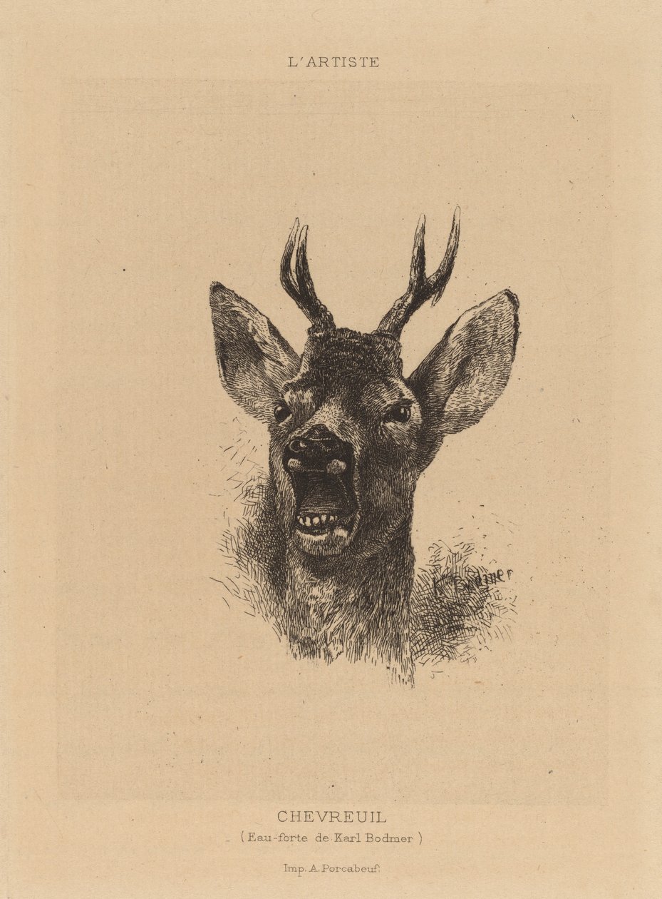 Reh von Karl Bodmer