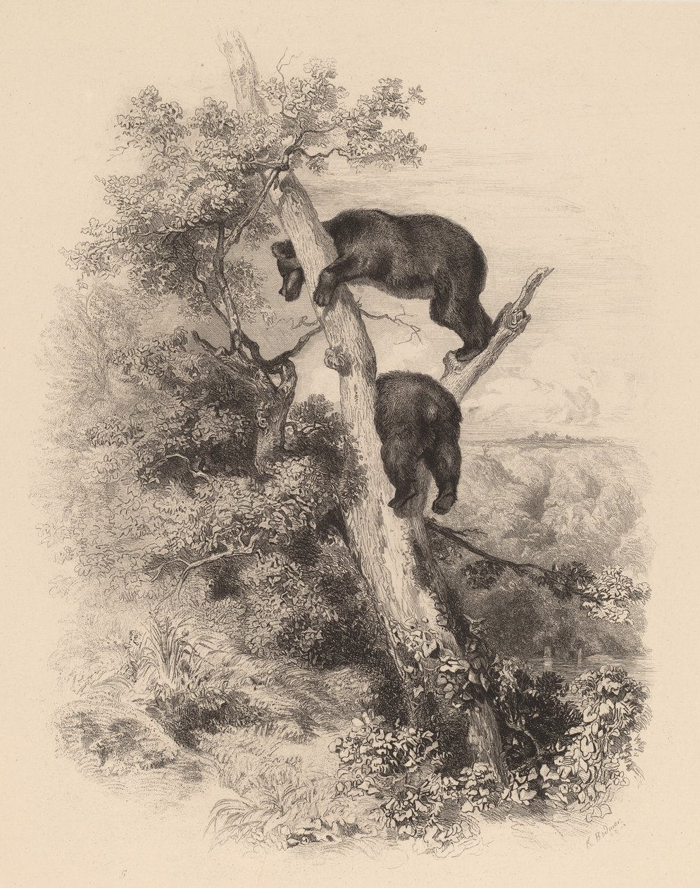 Zwei Bären von Karl Bodmer