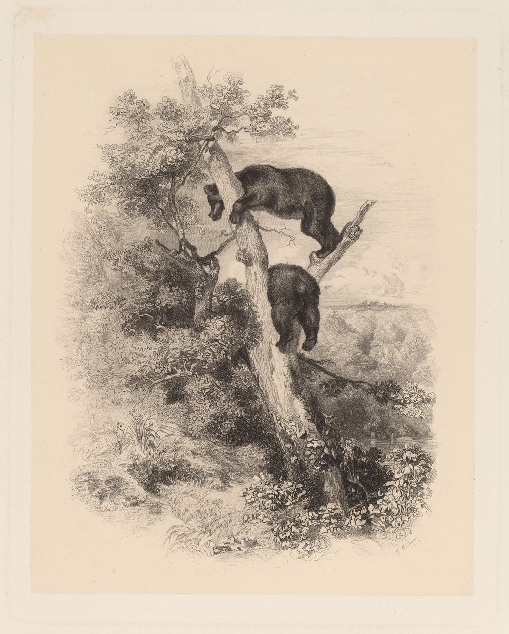 Zwei Bären von Karl Bodmer