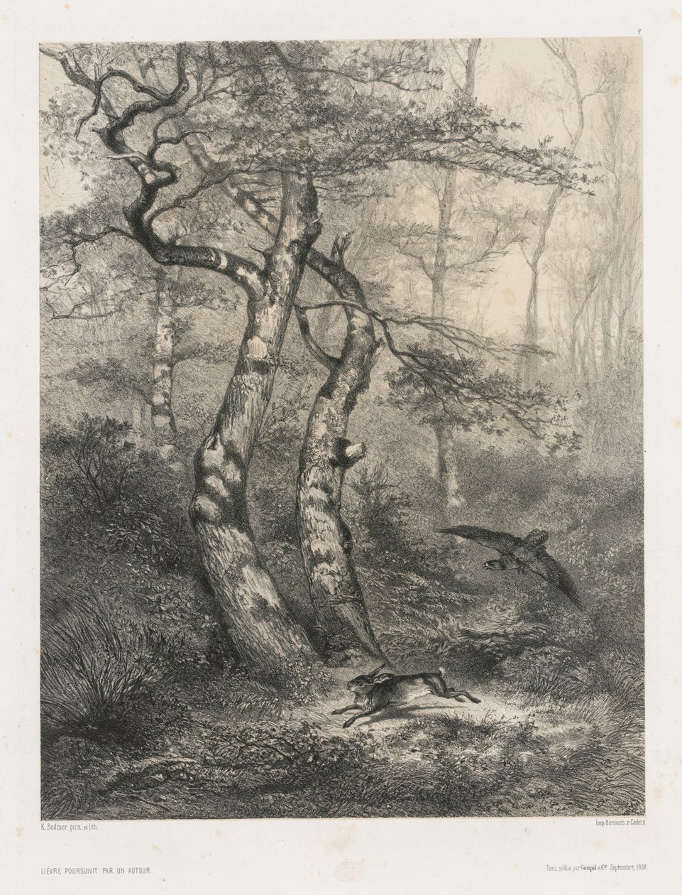 Hase von einem Habicht verfolgt von Karl Bodmer