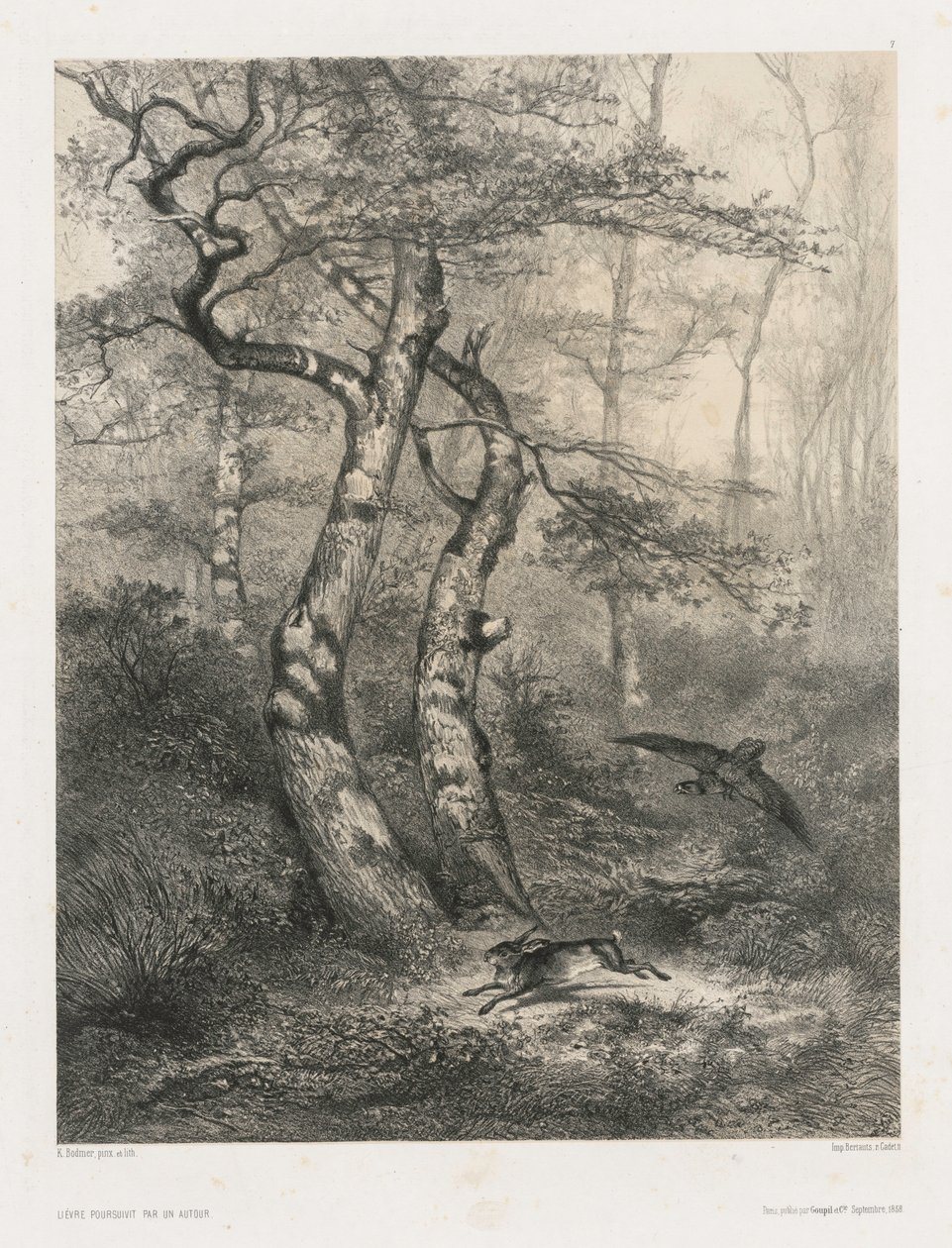 Hase, verfolgt von einem Habicht von Karl Bodmer