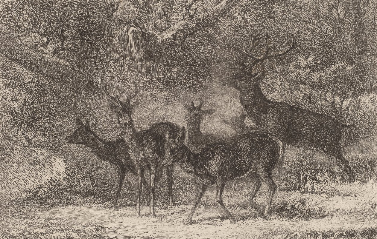 Le harde von Karl Bodmer