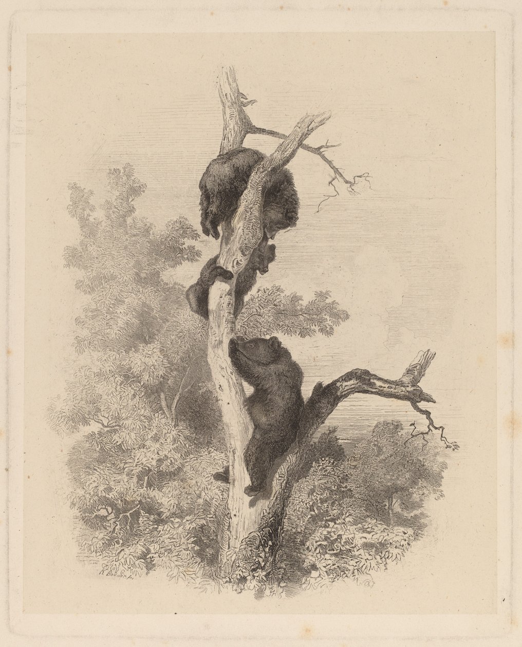 Die Bären (Les Ours) von Karl Bodmer