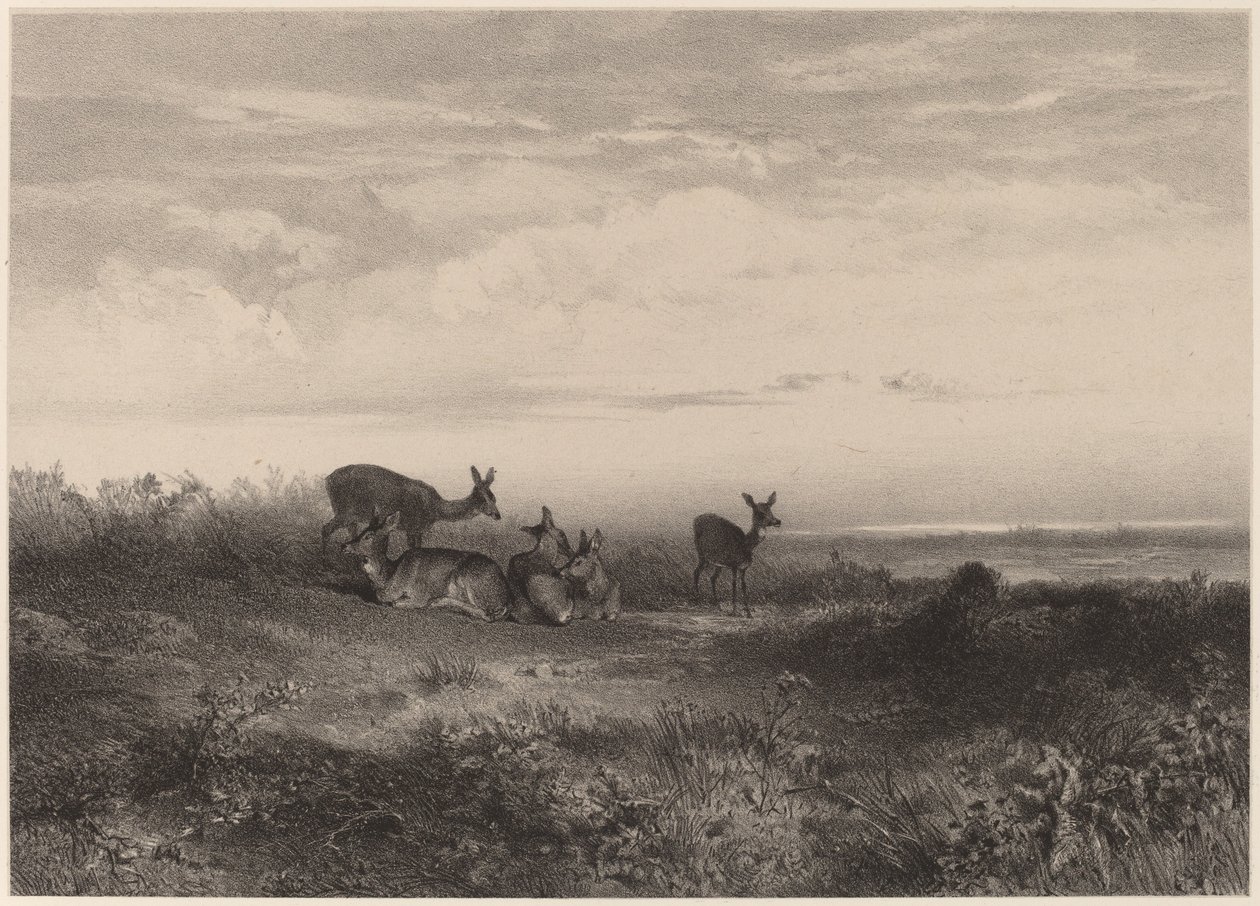 Die Hirsche von Karl Bodmer