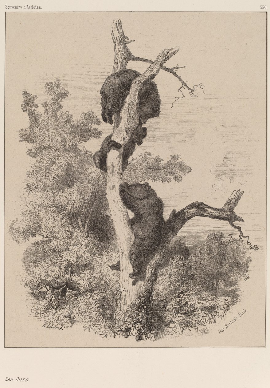 Die Bären von Karl Bodmer