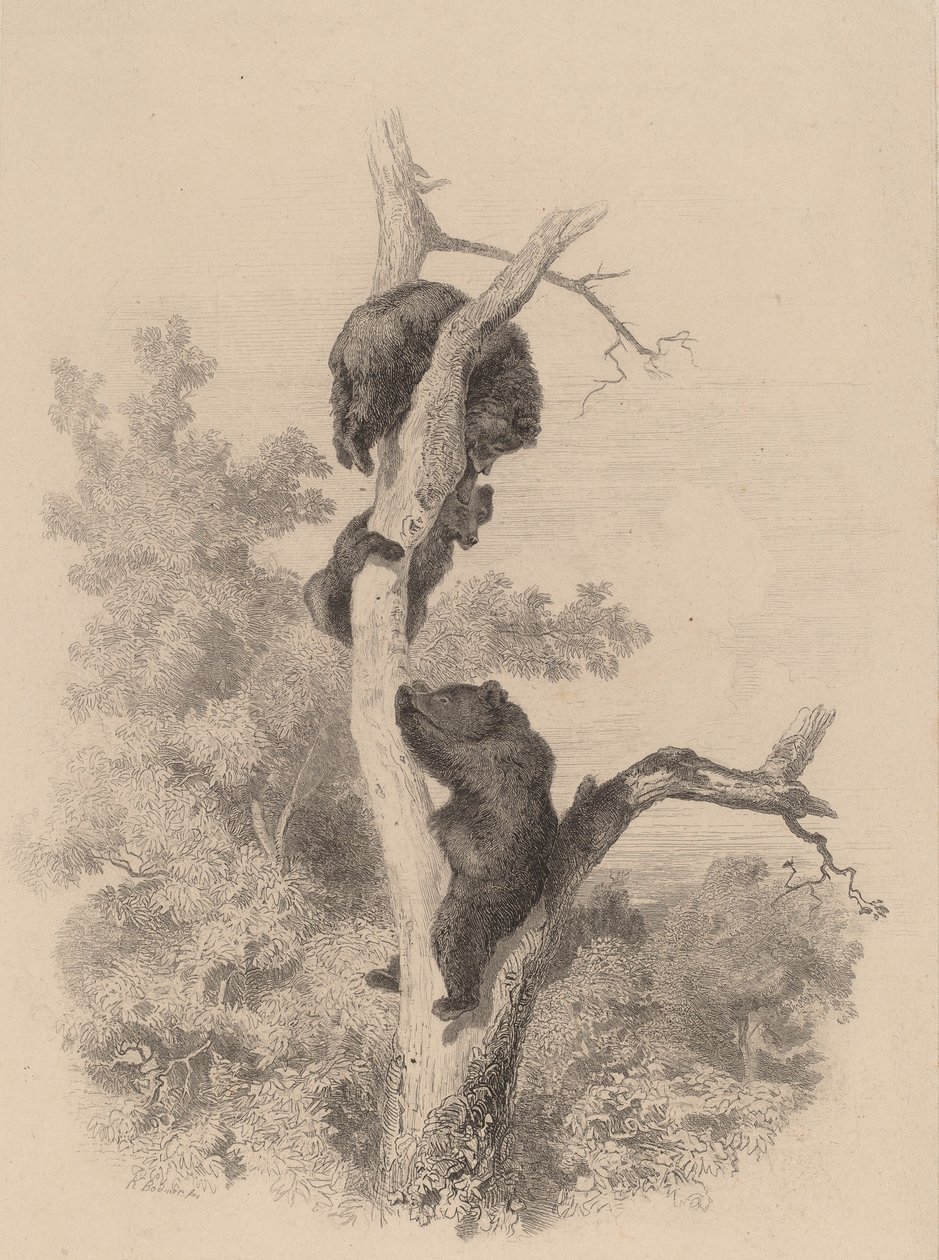 Die Bären von Karl Bodmer