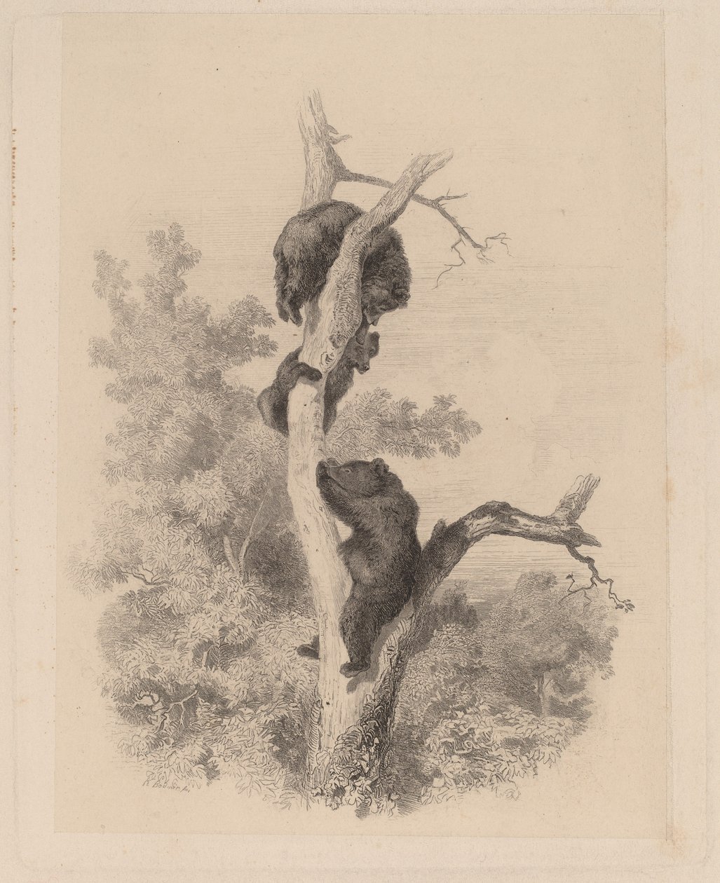 Die Bären von Karl Bodmer