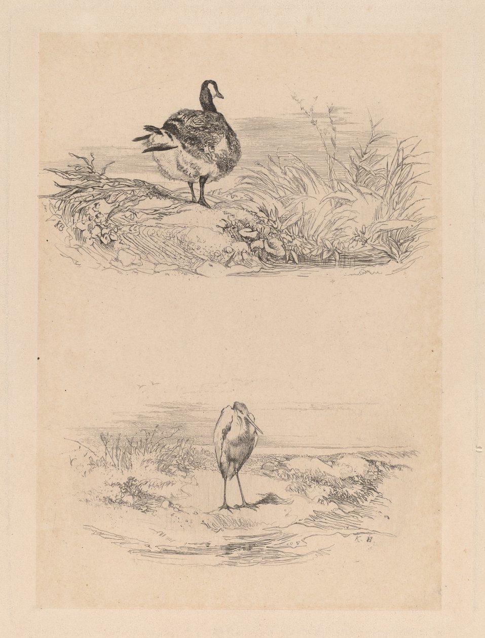 Gans, Reiher von Karl Bodmer