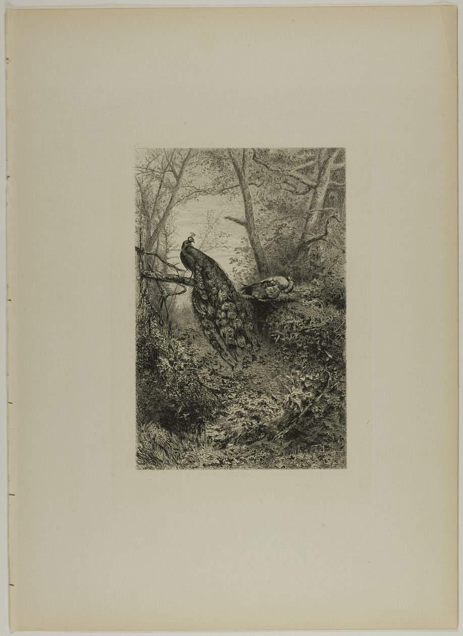 Pfauen auf einem Ast von Karl Bodmer