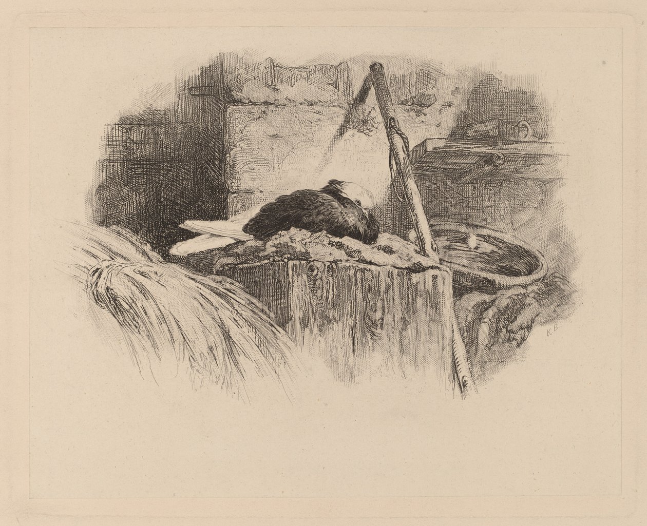 Taube auf einem Nest von Karl Bodmer