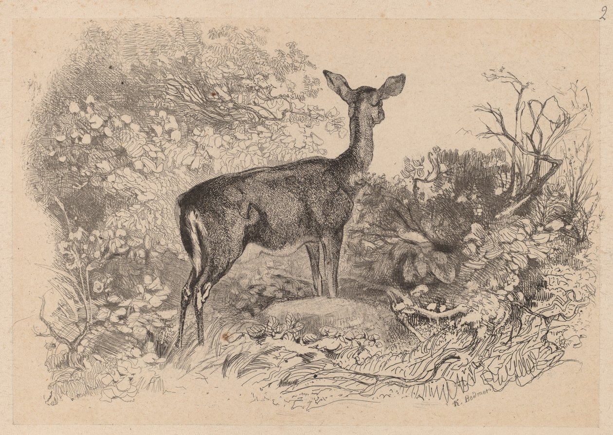 Ein Reh von Karl Bodmer