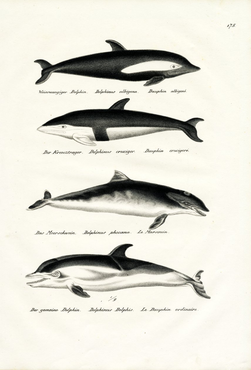 Verschiedene Arten von Delfinen, 1824 von Karl Joseph Brodtmann
