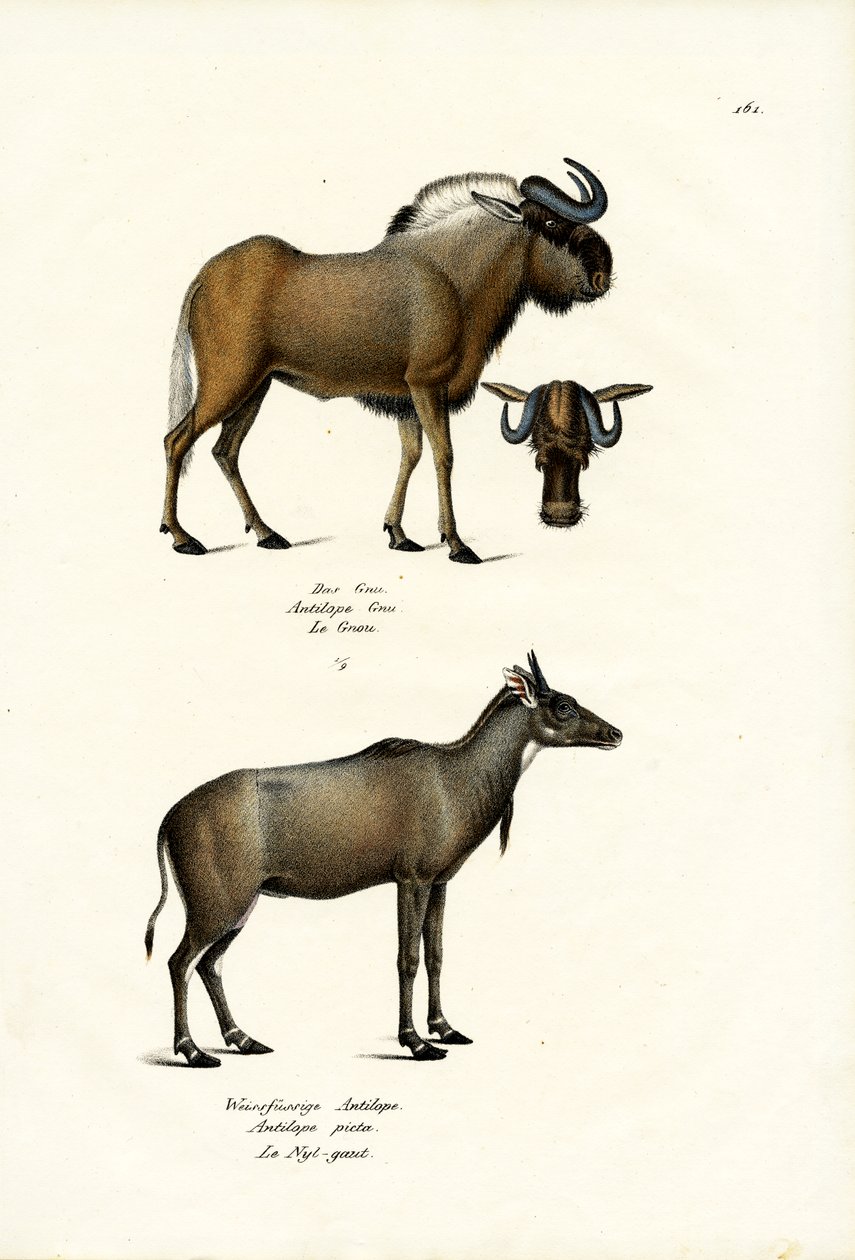 Hartebeest von Karl Joseph Brodtmann