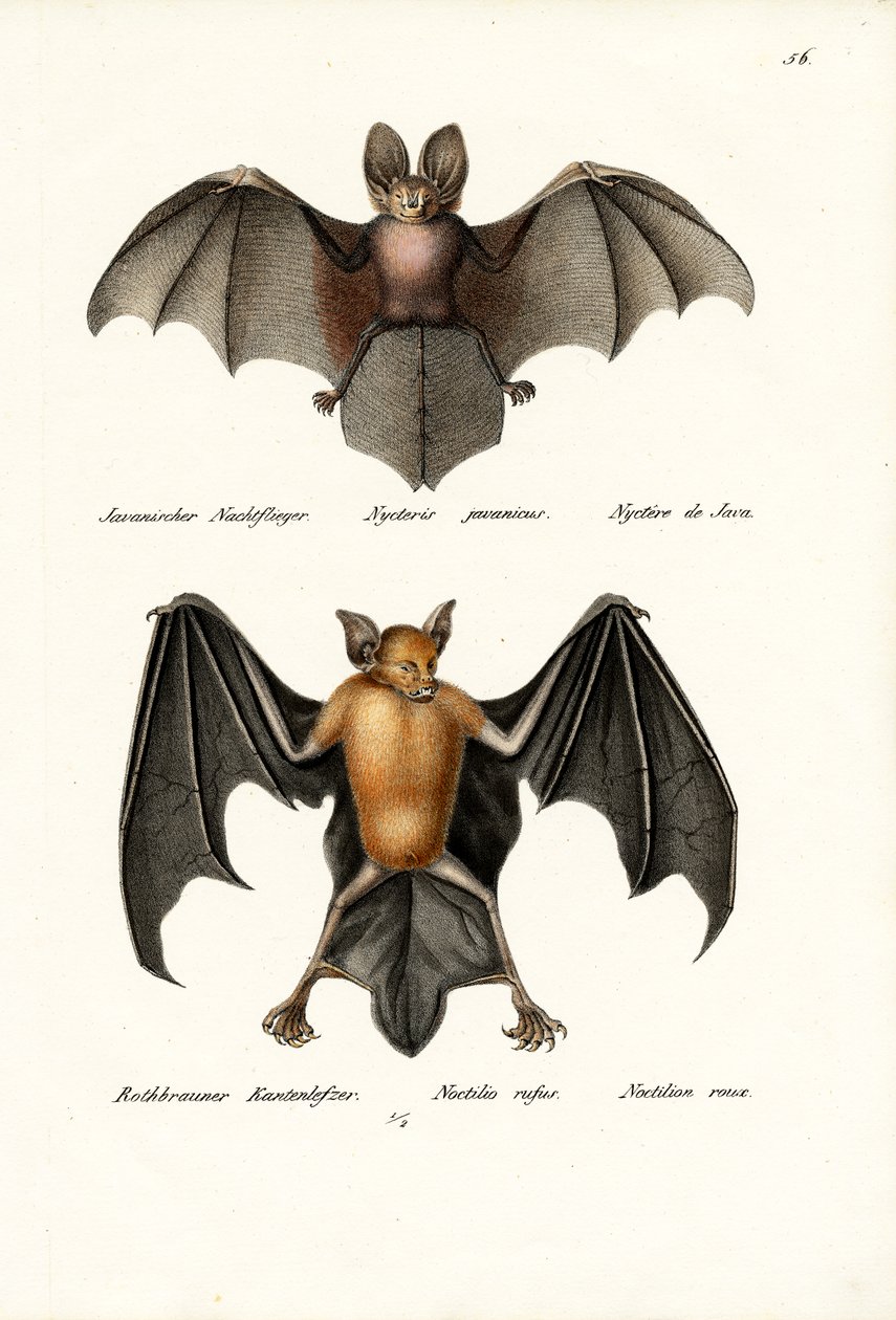 Hohlgesichtsfledermaus, 1824 von Karl Joseph Brodtmann