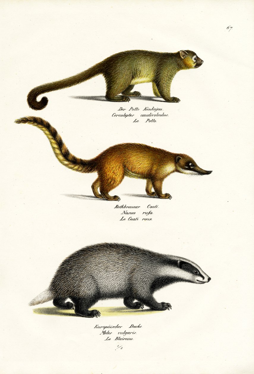 Honigbär, 1824 von Karl Joseph Brodtmann