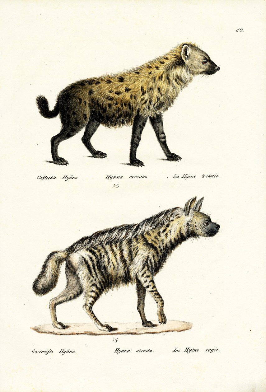 Gefleckte Hyäne, 1824 von Karl Joseph Brodtmann