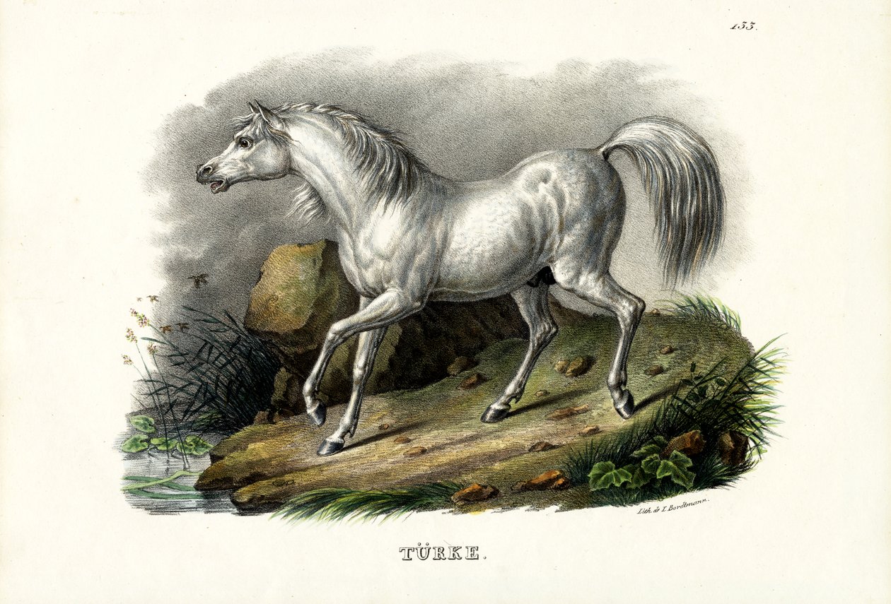 Türkisches Pferd, 1824 von Karl Joseph Brodtmann