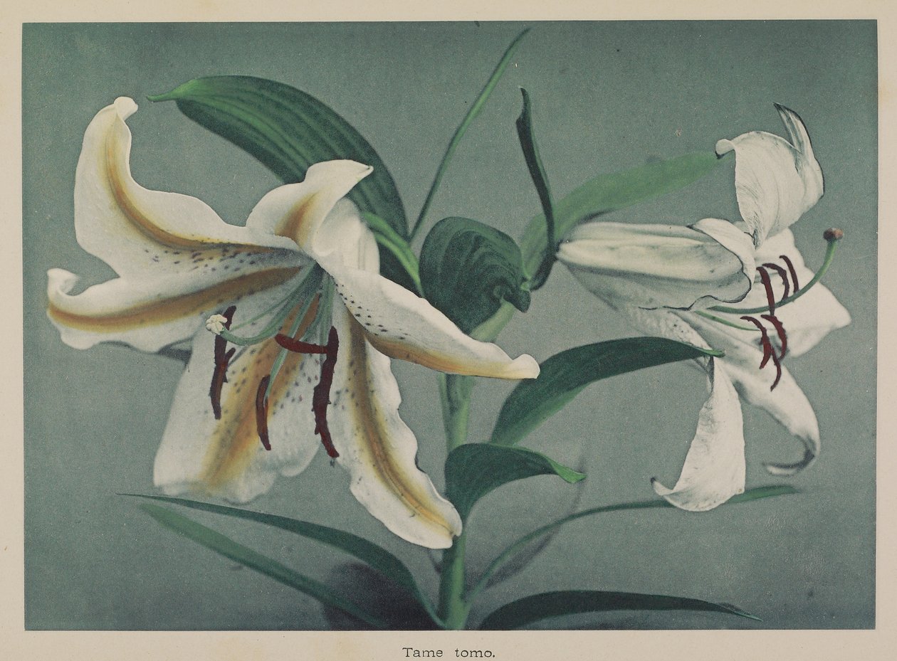 Lilie von Kazumasa Ogawa
