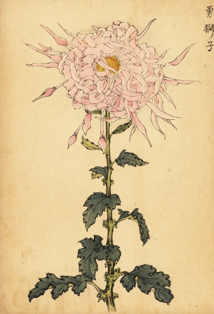 Hybride rosa Spinnenchrysantheme von Keika Hasegawa
