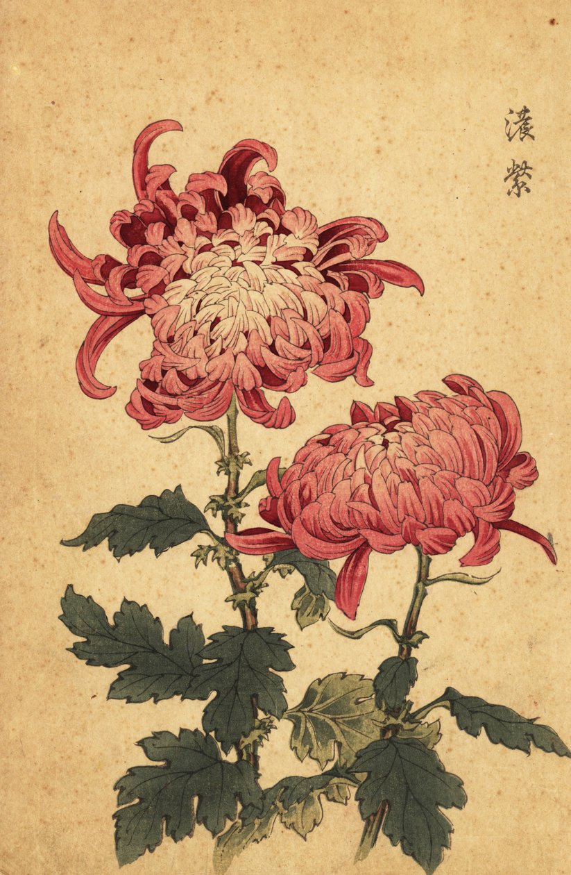 Hybride lachsrosa Chrysantheme von Keika Hasegawa