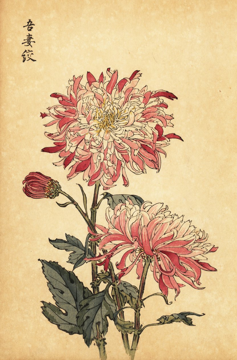 Hybride weiß-rosa Chrysantheme von Keika Hasegawa