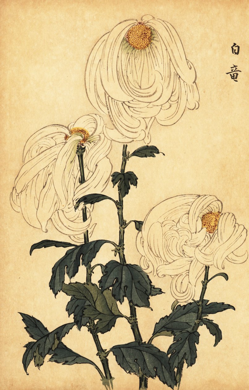 Hybride weiße Chrysantheme von Keika Hasegawa