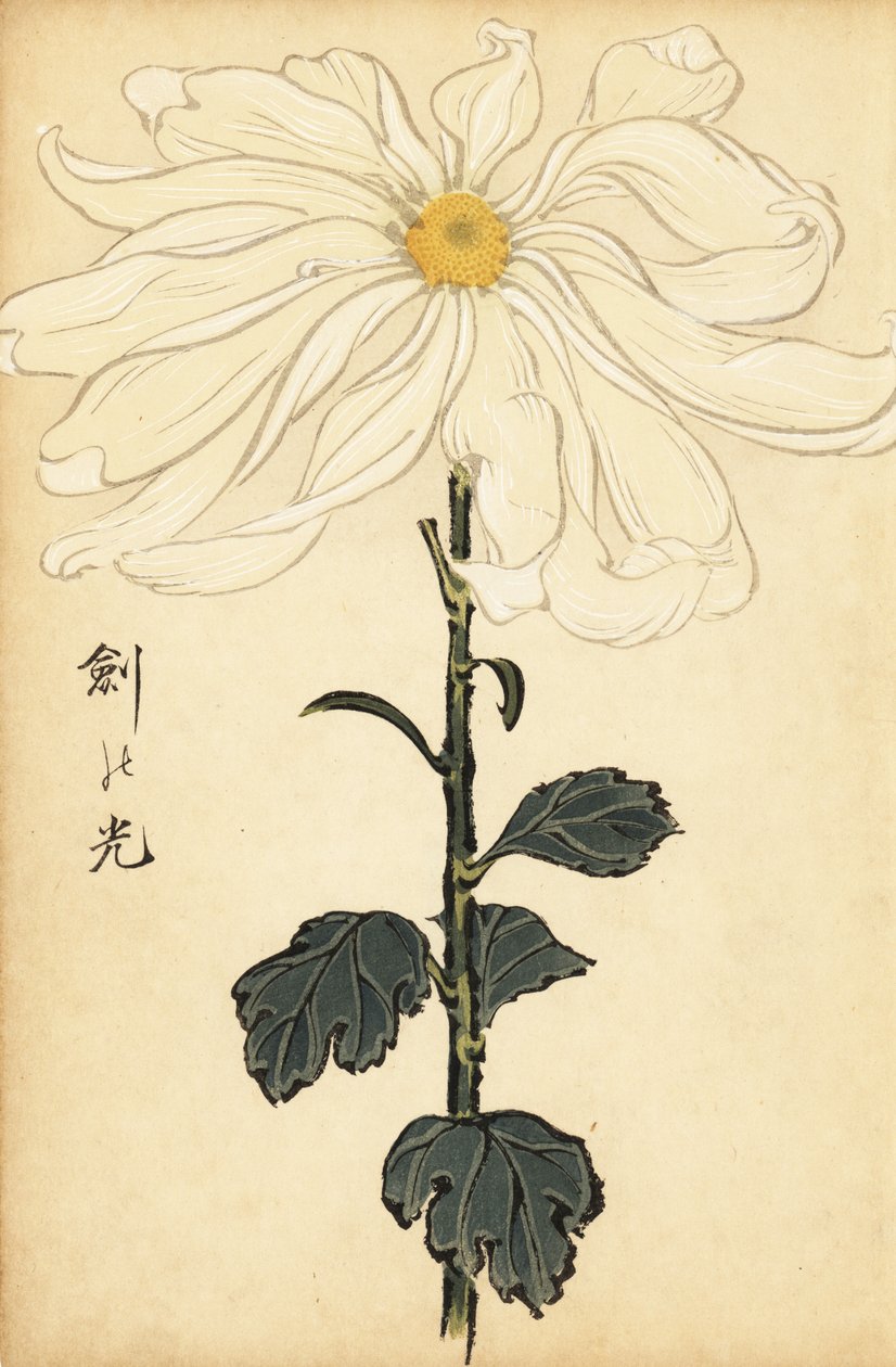 Hybride weiße Chrysantheme (Gravur) von Keika Hasegawa