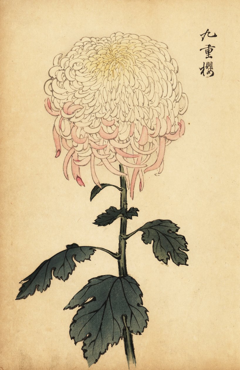 Bunte weiße und rosa Chrysantheme von Keika Hasegawa