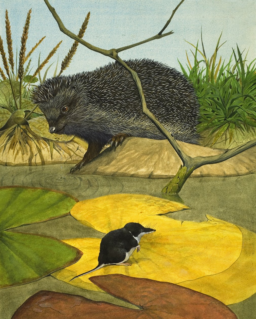 Wasserspitzmaus und Igel von Kenneth Lilly