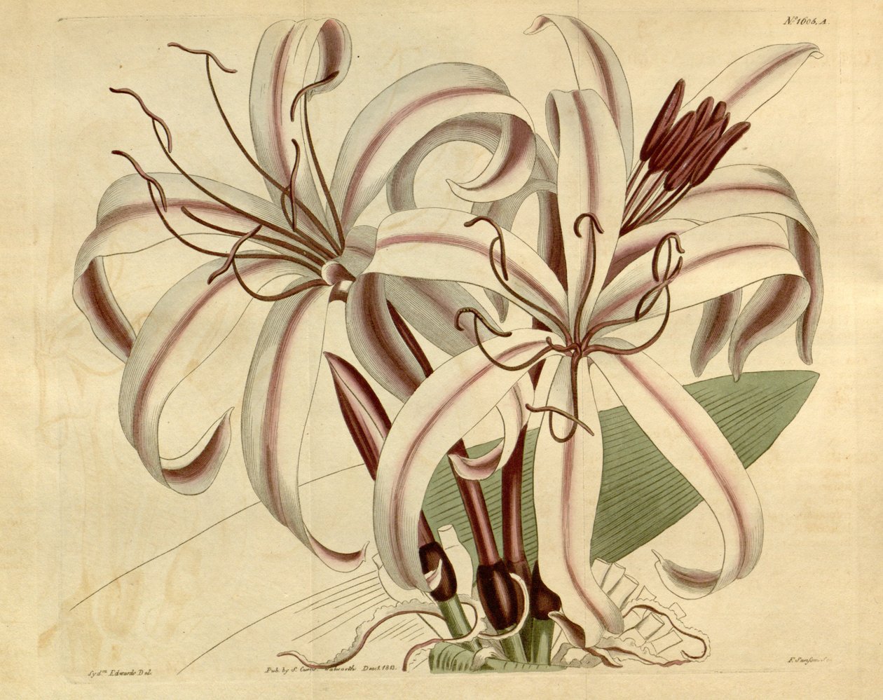 Crinum amabile von Ker Gawler