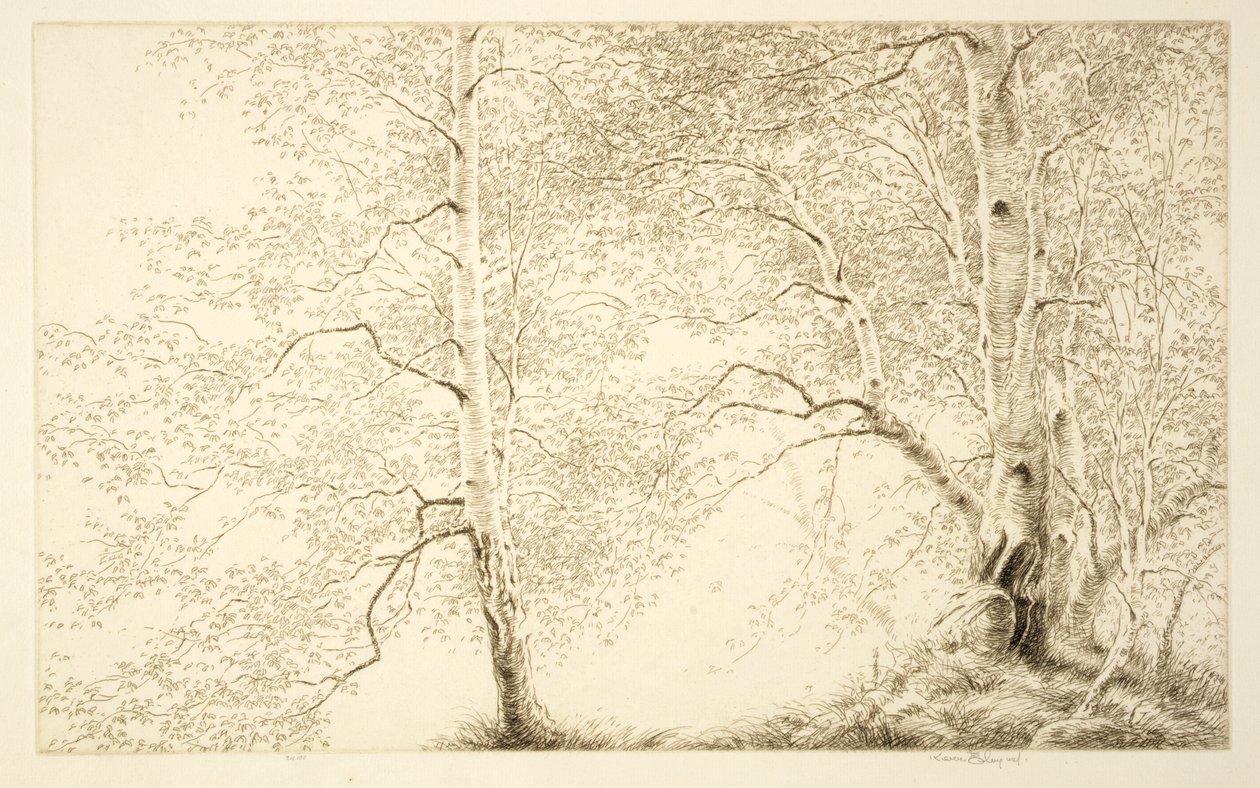 Birken von Kerr Eby