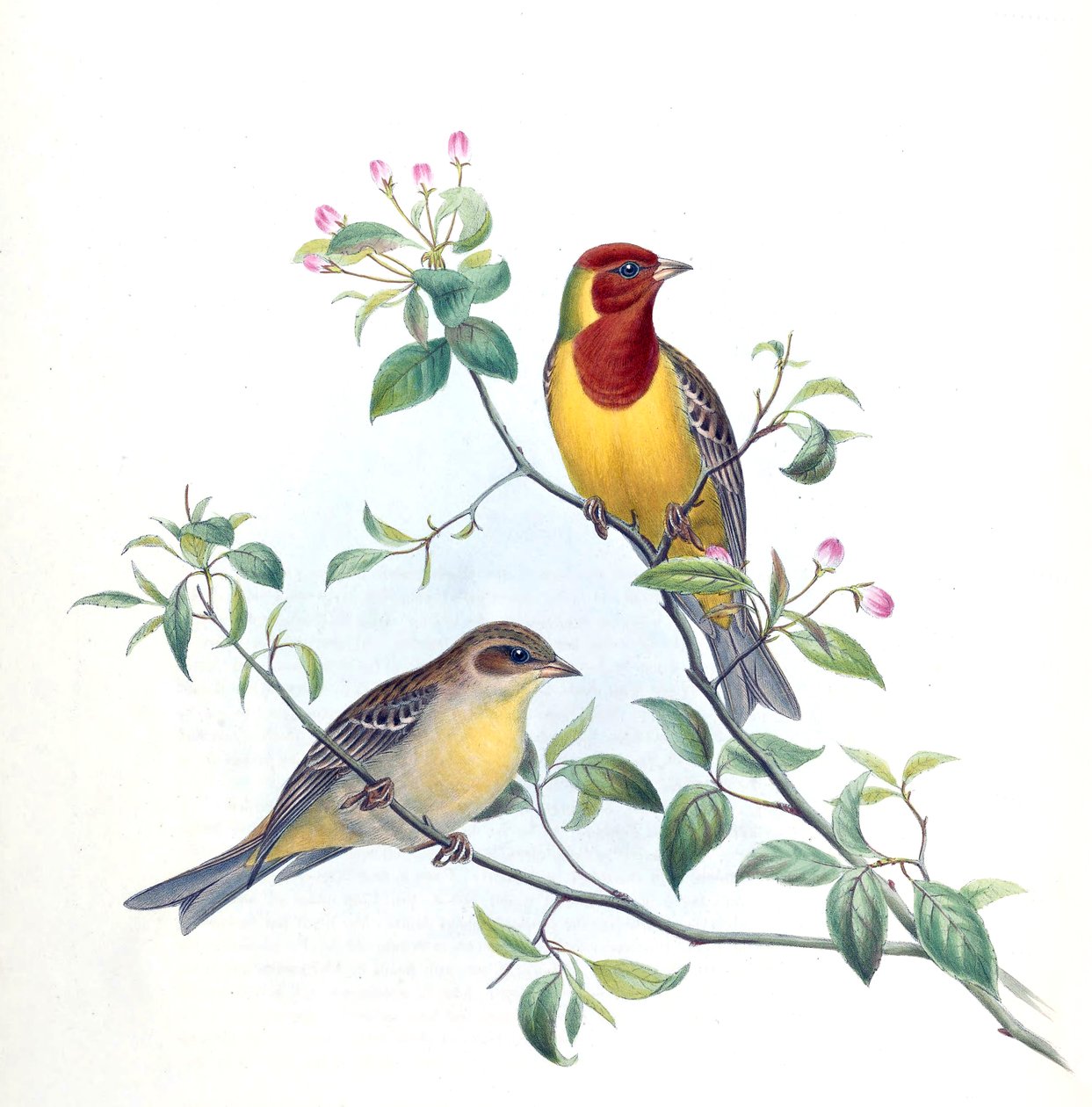 Emberiza bruniceps von Kersti Nebelsiek