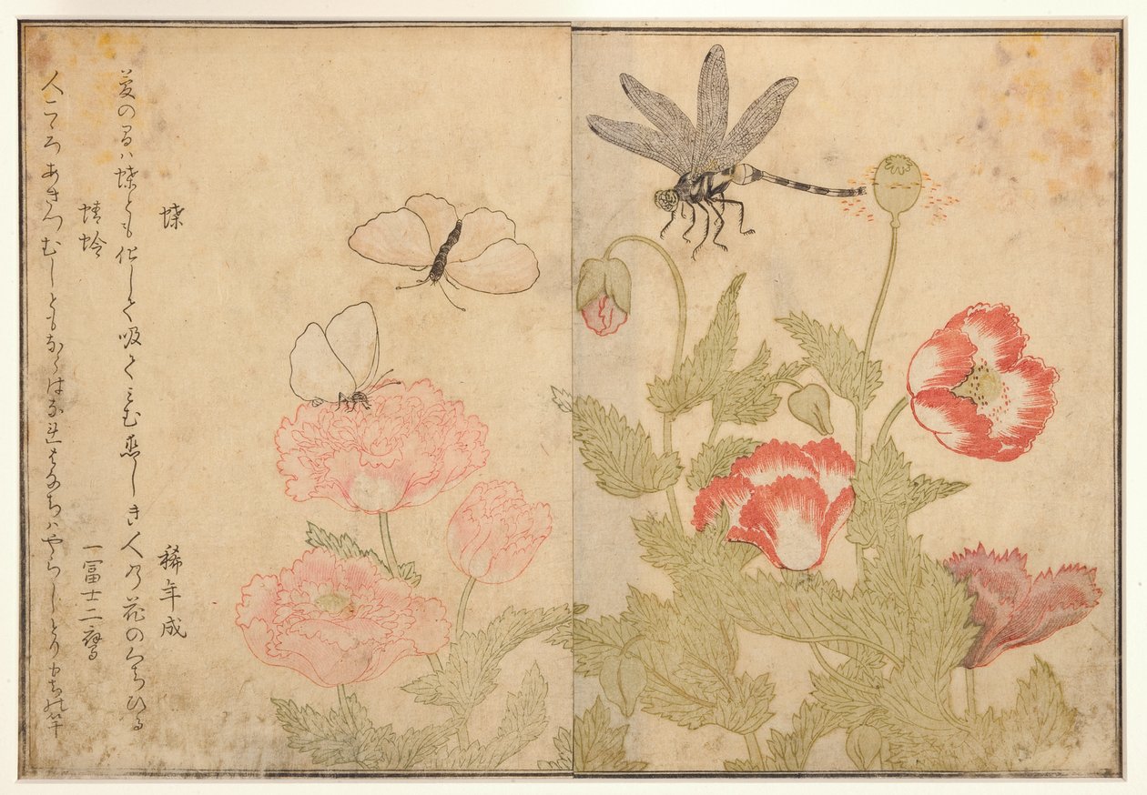 Schmetterling und Libelle, 1788 von Kitagawa Utamaro