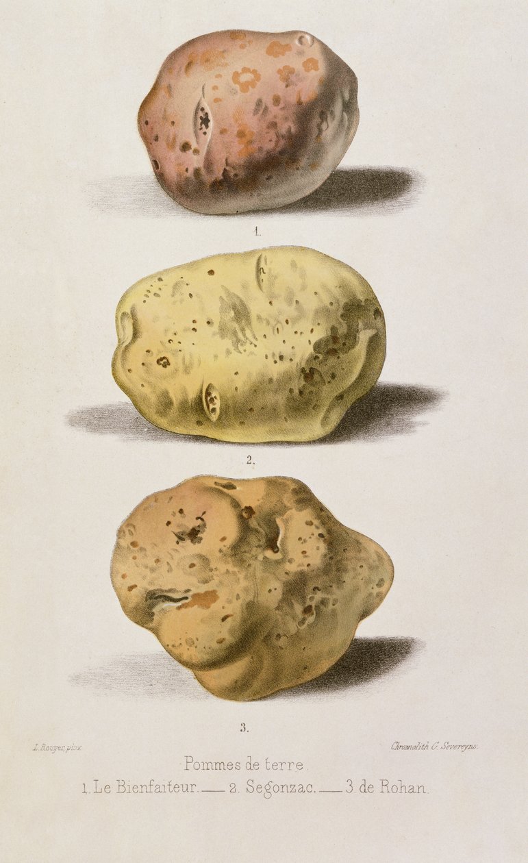 Botanische Tafel mit drei verschiedenen Kartoffelsorten, graviert von G. Severeyns von L. Rouyer