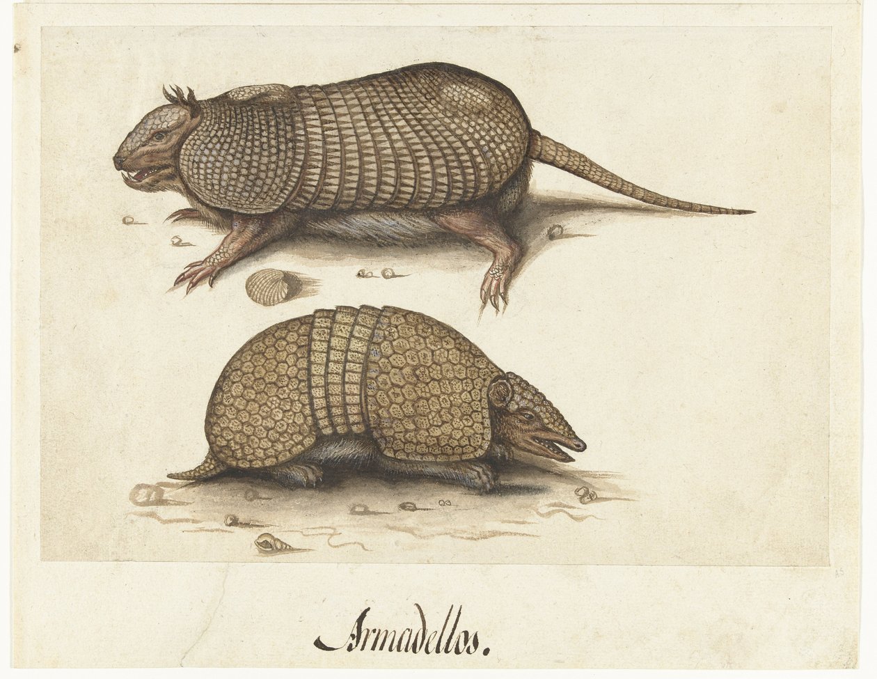 Albumblatt mit zwei Gürteltieren von Lambert Lombard (rejected attribution)