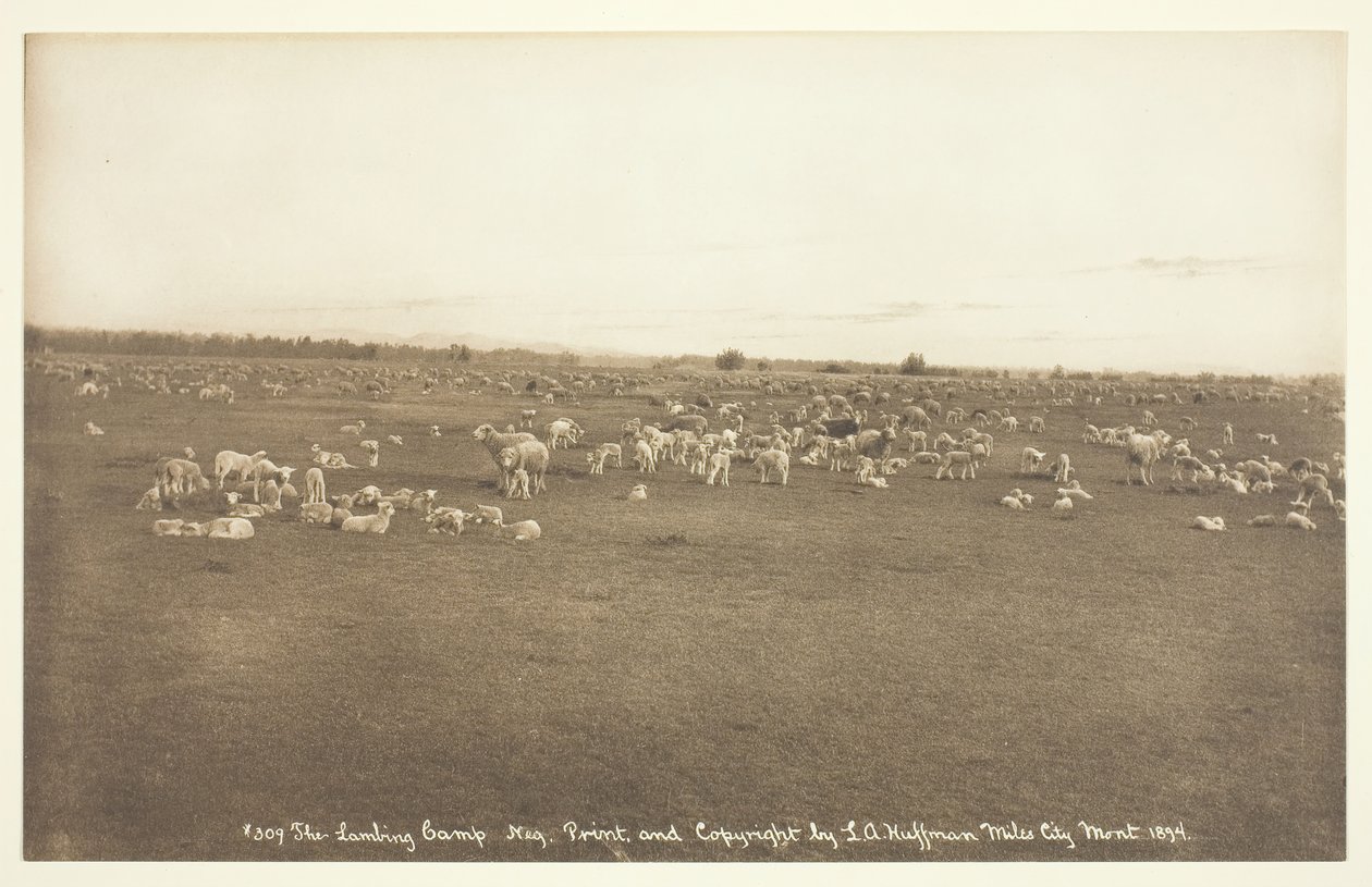 Das Lämmerlager, 1894 von Laton Alton Huffman