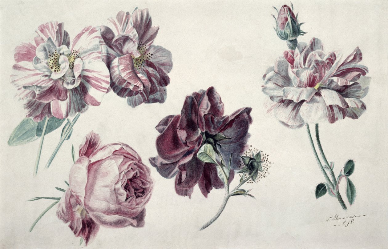 Rosen von Lawrence Alma Tadema