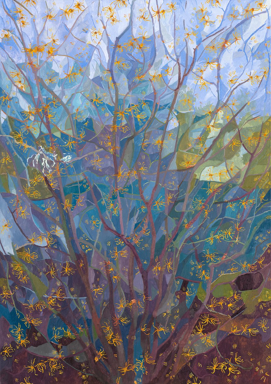Zaubernuss in Blüte, 2015 von Leigh Glover
