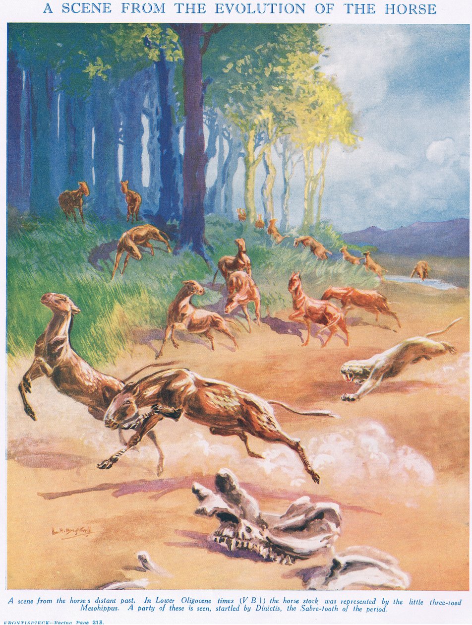 Mesohippus, Illustration aus 