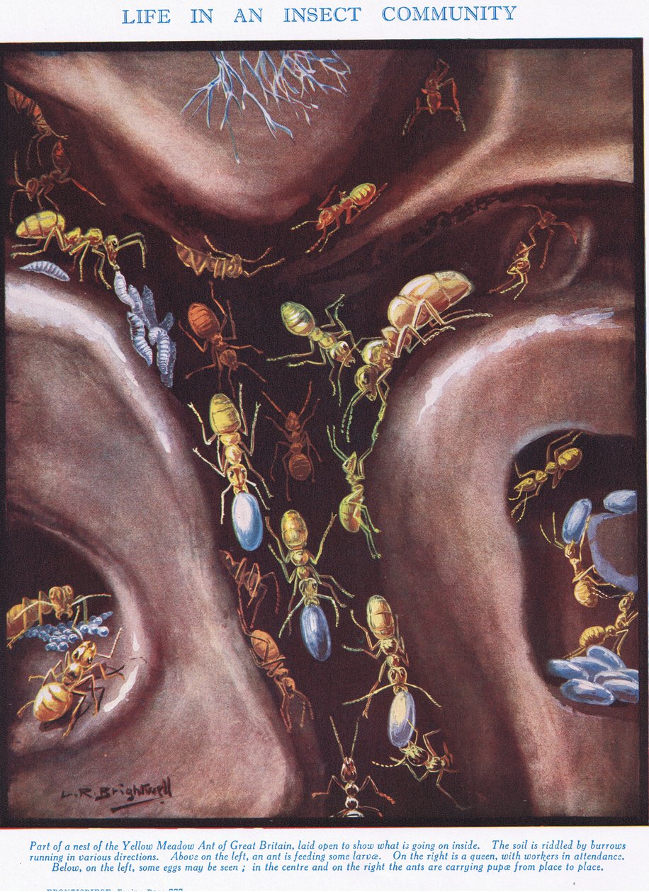 Das Leben in einer Insektengemeinschaft, Illustration aus 