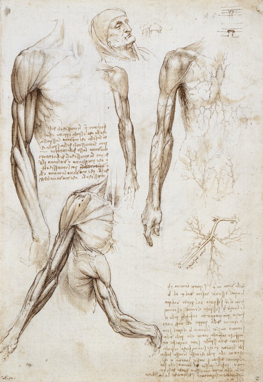 Ein toter oder sterbender Mann in Brustlänge von Leonardo da Vinci
