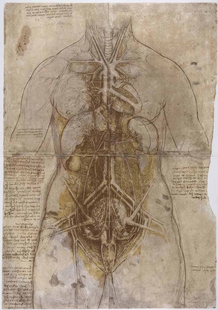 Anatomiestudie von Leonardo da Vinci